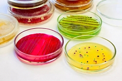 Фото Среды для энтеробактерий и идентификации микроорганизмов